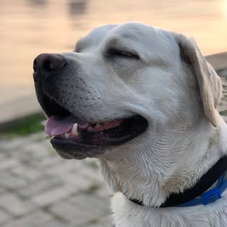 Лабрик по имени Шон