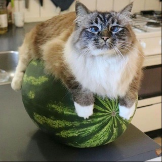   Дундук Стримс